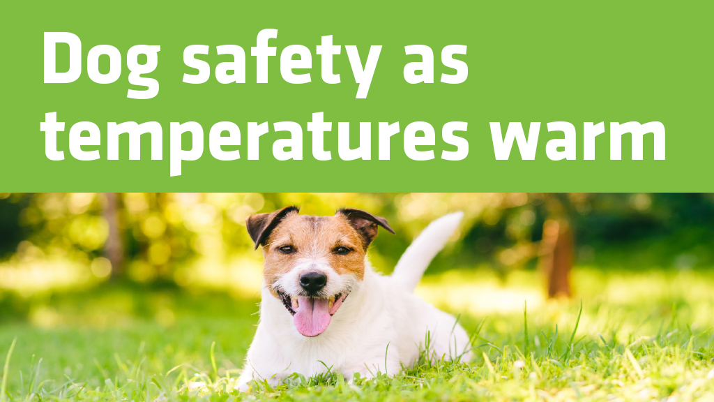 Dog safety as temperatures warm Dog safety as temperatures warm