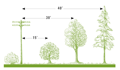 A Guide To Planting Trees Near Power Lines - pnmprod - pnm.com