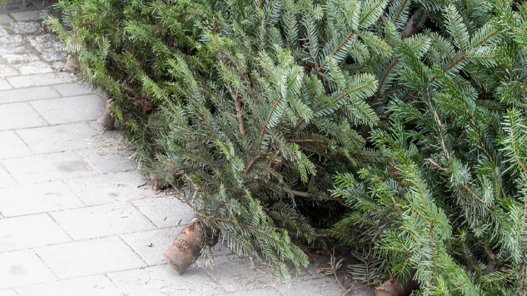 Treecycling